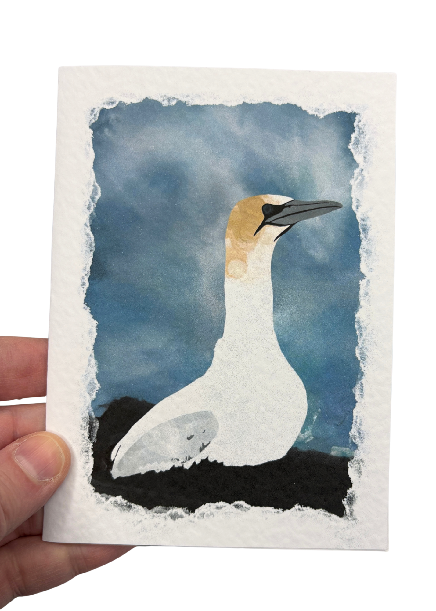 Greetings Card | Shetland Wildlife - Set of 5 Notecards